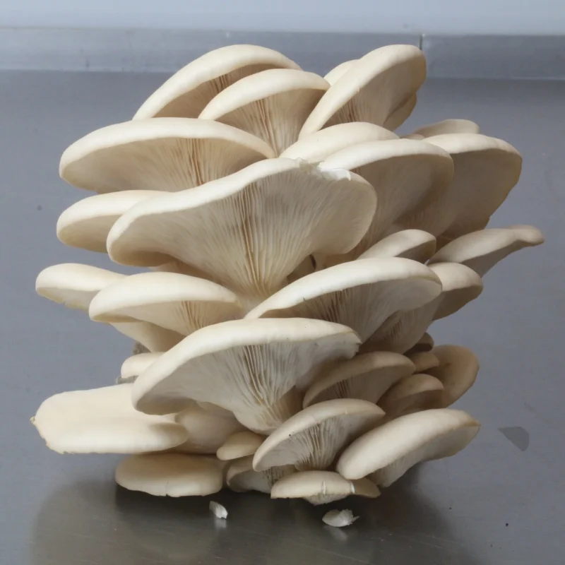 Oyster Mushroom (Dried)