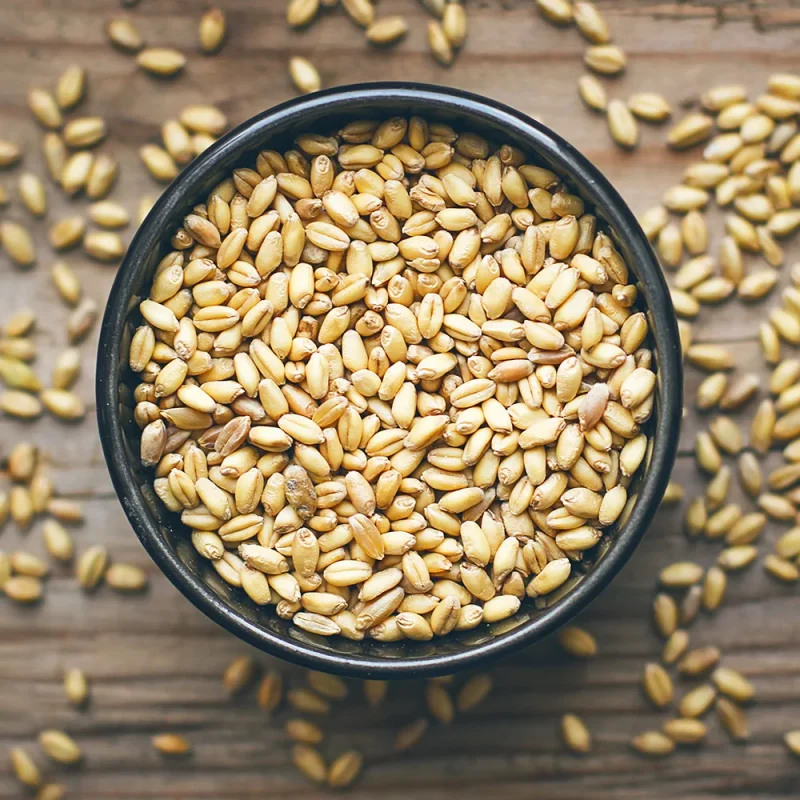 Wheat